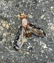 Diacrita costalis