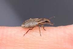 Sitona humeralis