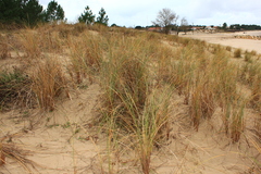 Ammophila arenaria