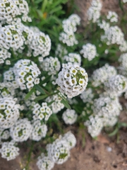 Lobularia
