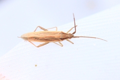 Stenodema calcarata