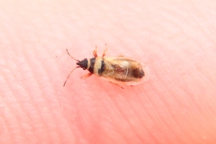 Oxycarenus pallens