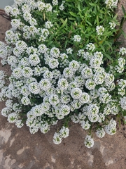 Lobularia