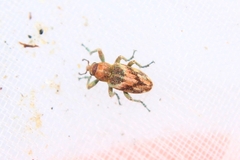 Coniatus suavis