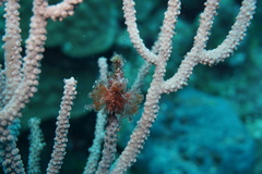 Ecteinascidia turbinata