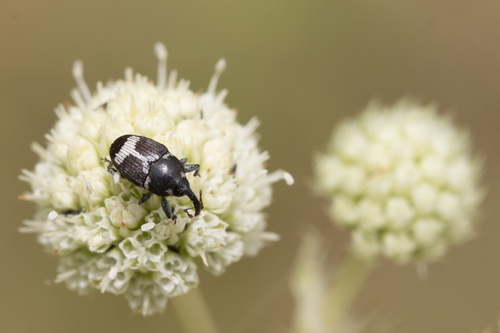Linogeraeus x-albus