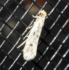 Tineinae