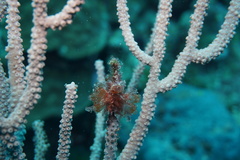 Ecteinascidia turbinata