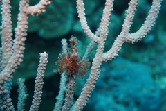 Ecteinascidia turbinata