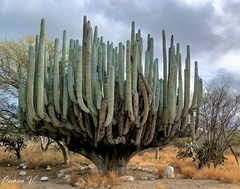 Pachycereus weberi