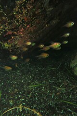 Pempheris klunzingeri