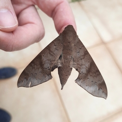 Pachylioides resumens