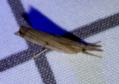 Fissicrambus mutabilis