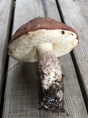 Leccinum manzanitae