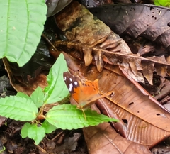 Nymphalini