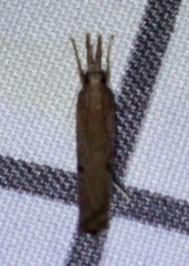 Fissicrambus mutabilis