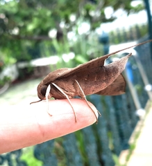 Pachylioides resumens