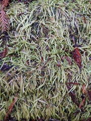 Plagiothecium undulatum