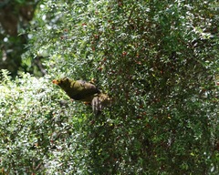 Manorina melanophrys