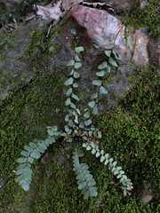 Asplenium bradleyi