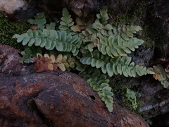 Asplenium bradleyi