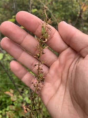 Stenanthium gramineum