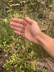Stenanthium gramineum