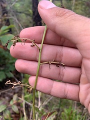 Stenanthium gramineum