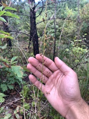 Stenanthium gramineum