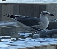 Leucophaeus atricilla