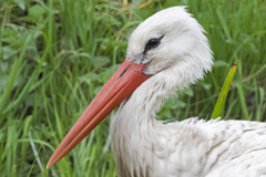 Ciconia ciconia