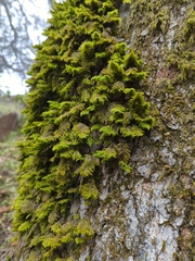 Dendroalsia abietina