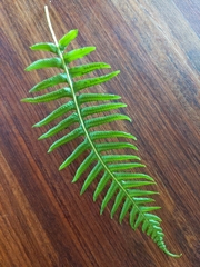 Polypodium glycyrrhiza