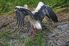 Ciconia ciconia