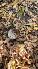 Chlorophyllum brunneum