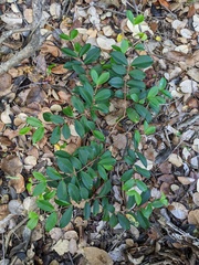 Eugenia reinwardtiana