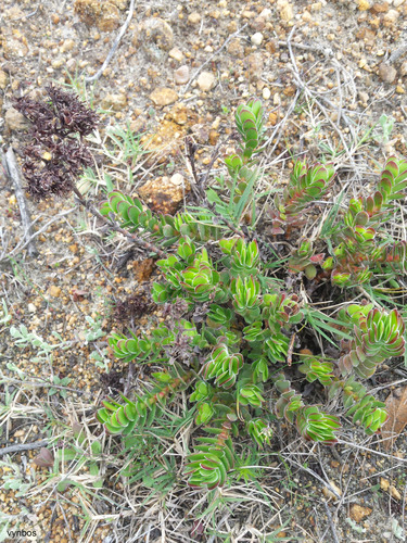 Crassula fallax