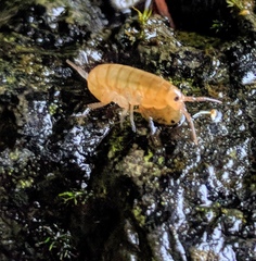 Traskorchestia traskiana