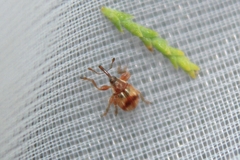 Corimalia tamarisci