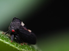 Enchenopa quadricolor