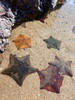 New Zealand Common Cushion Star - Photo (c) Emily Roberts, some rights reserved (CC BY), uploaded by Emily Roberts