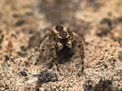 Mexigonus