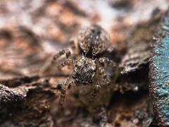 Mexigonus