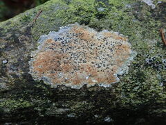 Hymeneliaceae