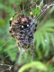 Neoscona orizabensis