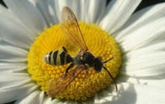 Nomada goodeniana