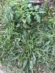 Plantago