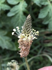 Plantago