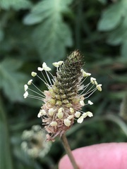 Plantago