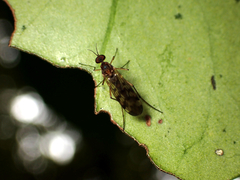 Sylvicola undulatus